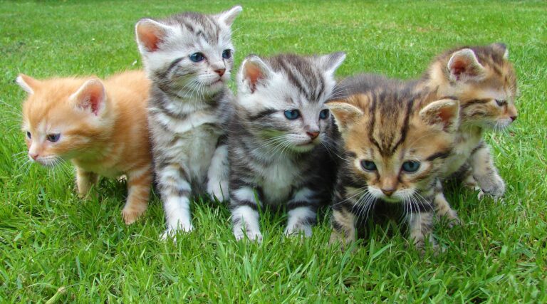 Why Do Cat Purr and Bite You? (All you need to know )
