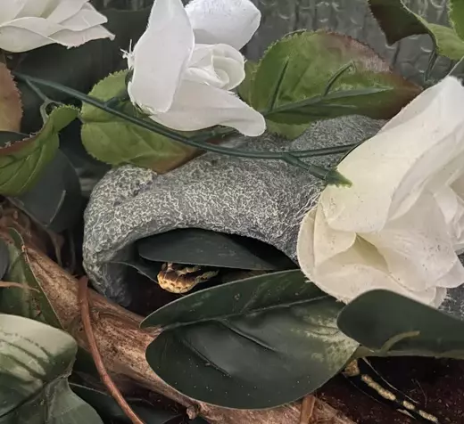 Snakes in hats