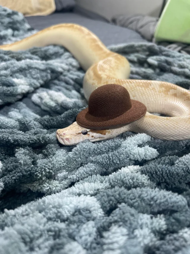 Snakes in hats