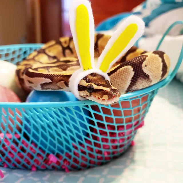 Snakes in hats