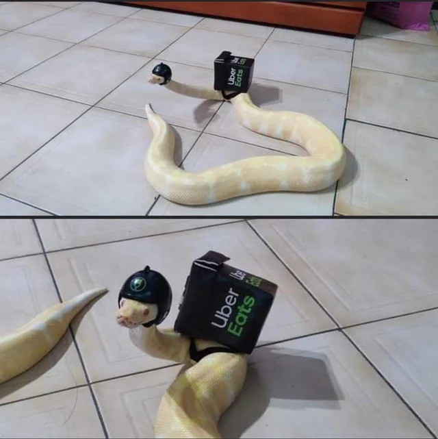 Snakes in hats