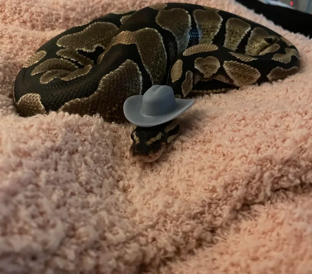 Snakes in hats