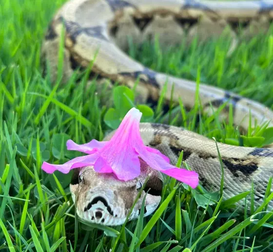 Snakes in hats